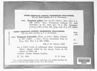 Tympanis pithya image